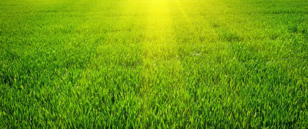 St. Augustine Grass Care