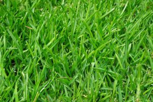 St. Augustine Grass Care - Luv-a-Lawn and Pest Control Osceola Pest Control Company