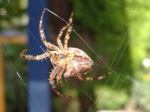 Central Florida Pest Control Tips 2018