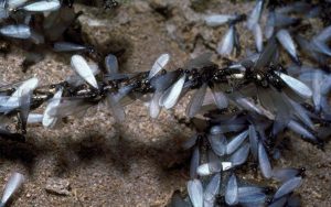 Fall Termite Control Offer