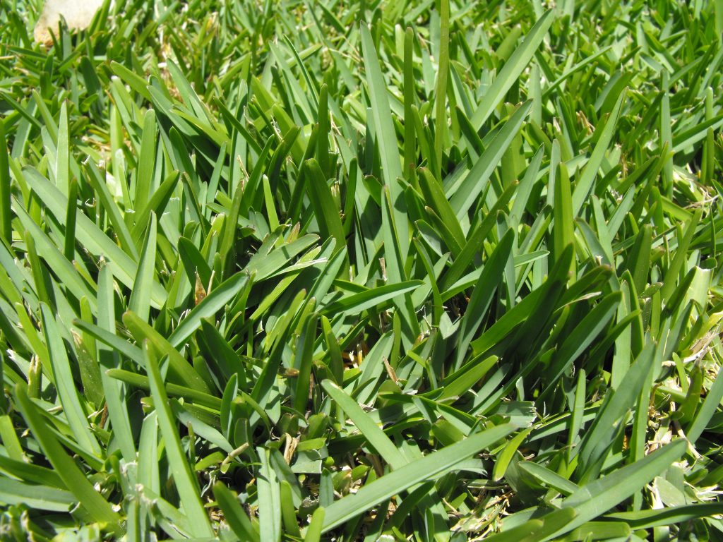 Central Florida Grass Types