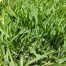 Central Florida Grass Types