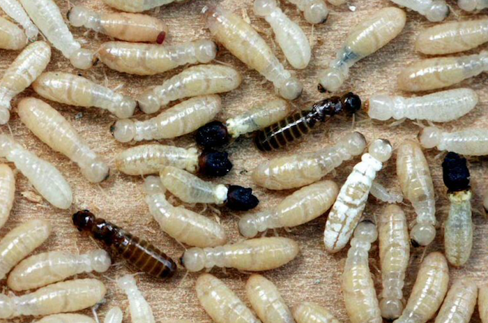 Termites Photo by Rudolf H. Scheffrahn, University of Florida.