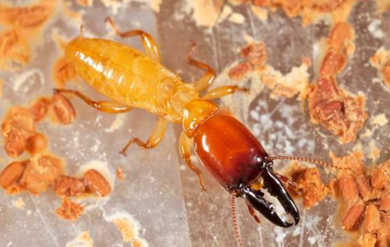 Central Florida Termites