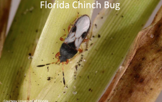 Prevent Florida Chinch Bugs
