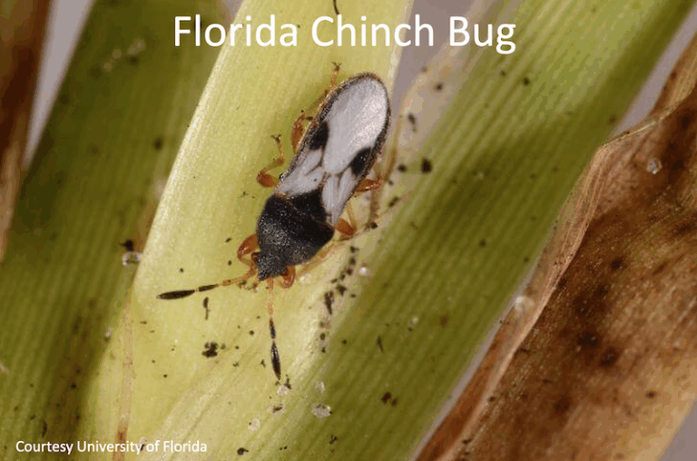 Prevent Florida Chinch Bugs