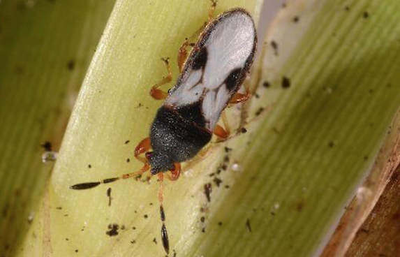 Prevent Florida Chinch Bugs