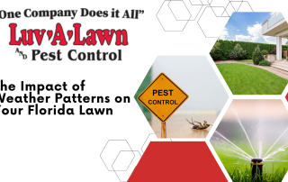 The Impact of Weather Patterns on Your Florida Lawn