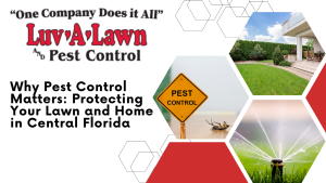Pest Control for Lawn