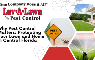 Pest Control for Lawn