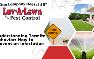 Preventing Termite Infestations