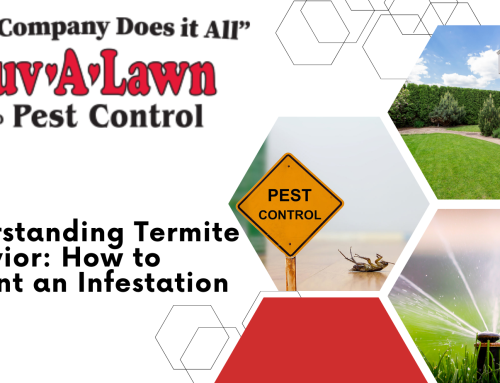 Preventing Termite Infestations: Understand Their Behavior