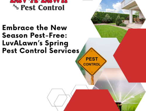 Embrace the New Season Pest-Free: LuvALawn’s Spring Pest Control Services