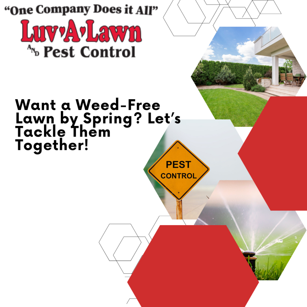 Weed-Free Lawn