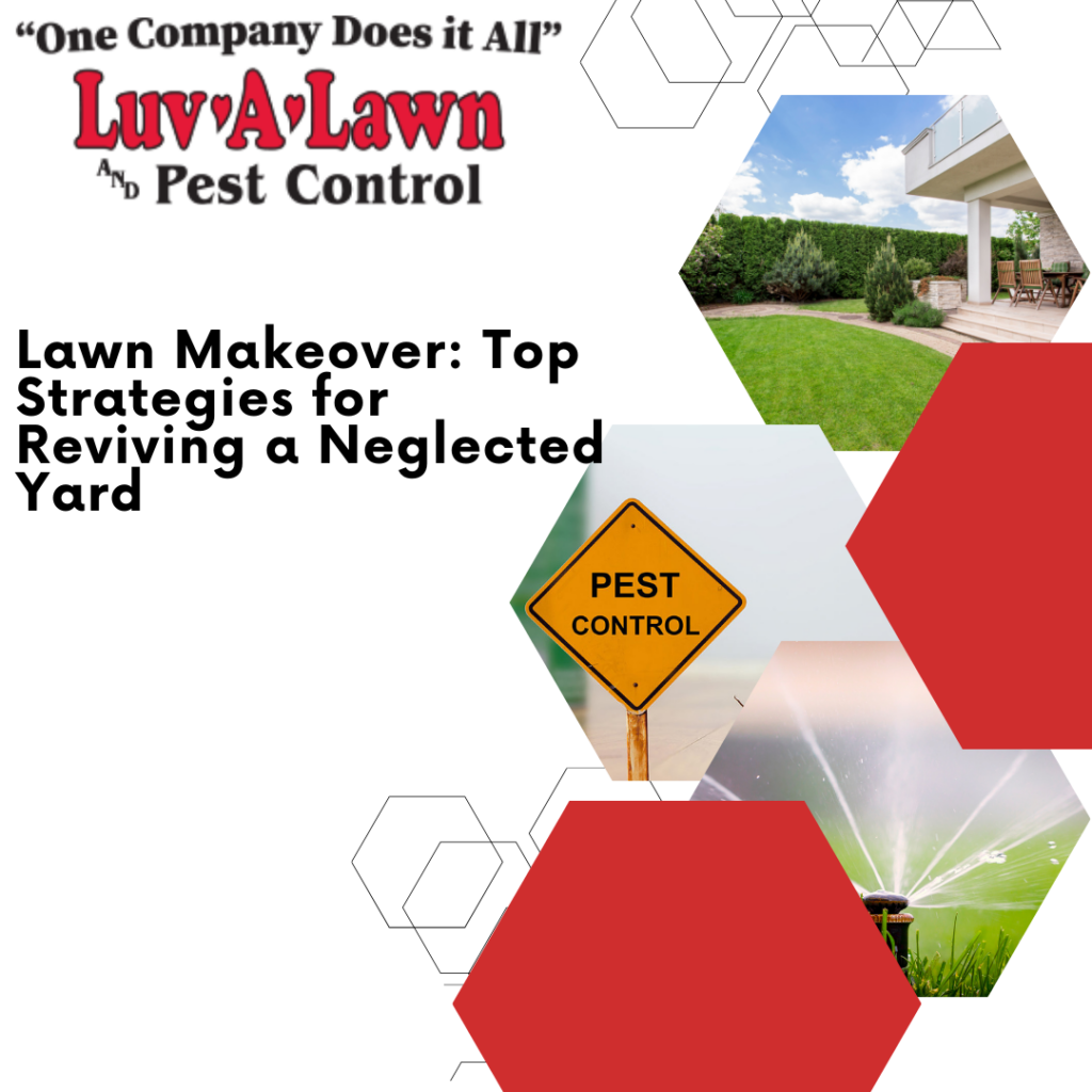 Lawn Makeover