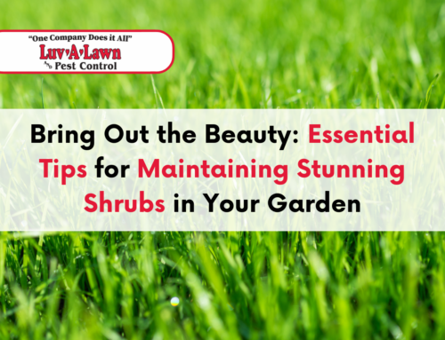 Bring Out the Beauty: Essential Tips for Maintaining Stunning Shrubs in Your Garden