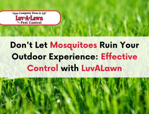 Don’t Let Mosquitoes Ruin Your Outdoor Experience: Effective Control with LuvALawn