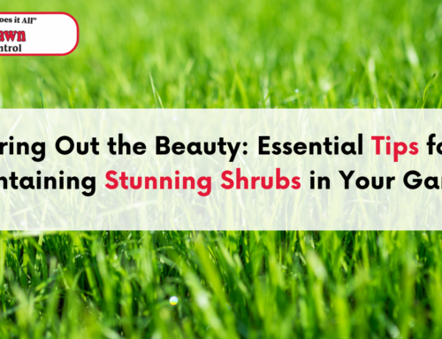 Bring Out the Beauty: Essential Tips for Maintaining Stunning Shrubs in Your Garden