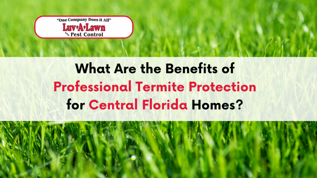 Professional termite protection