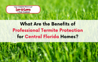 Professional termite protection