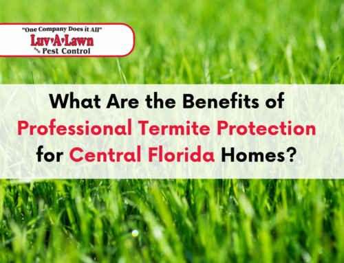 Protect Your Home: Benefits of Professional Termite Protection in Central Florida