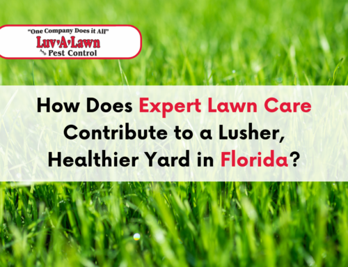 Unlock a Greener Lawn in Florida with Expert Lawn Care Services