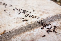 Ants