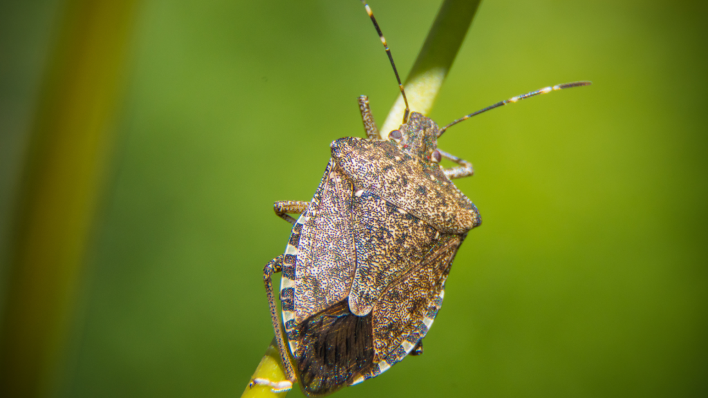 A close-up of a brown marmorated stink bug, a common indoor pest