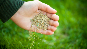 Hand scattering grass seed