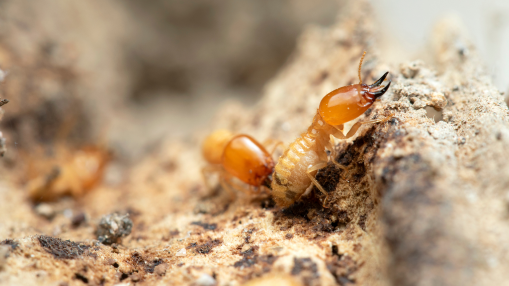 Subterranean Termites