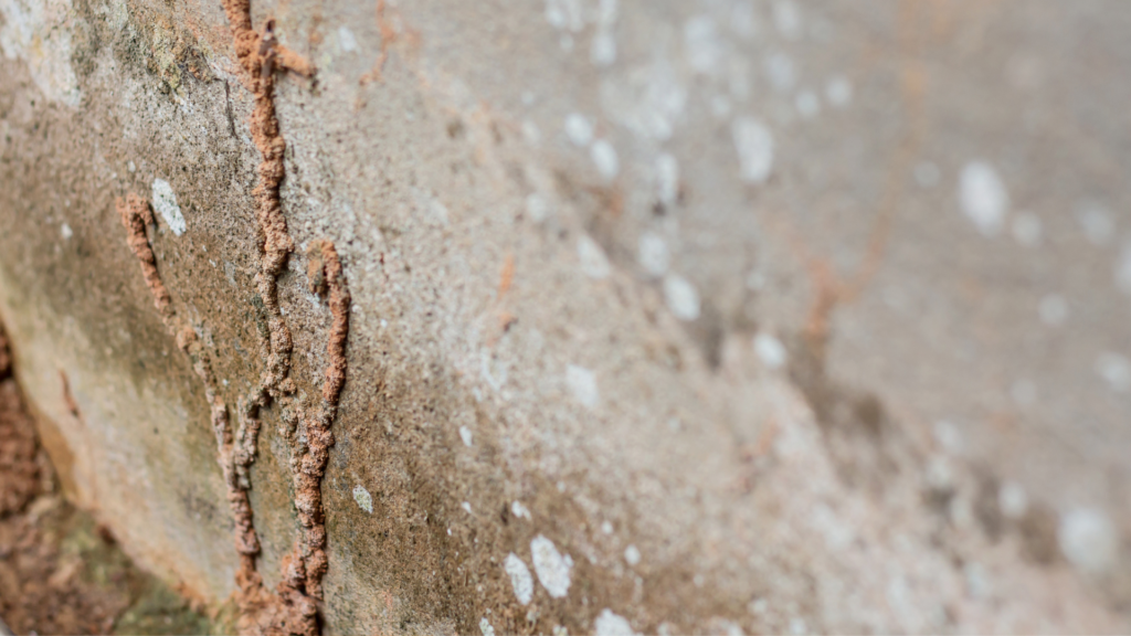 Subterranean Termites