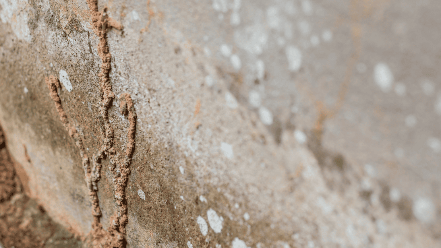 Termites Under Rocks Termite Trenching: How It Protects Your Florida Home