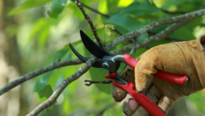 A gloved hand pruning a tree branch with garden shears