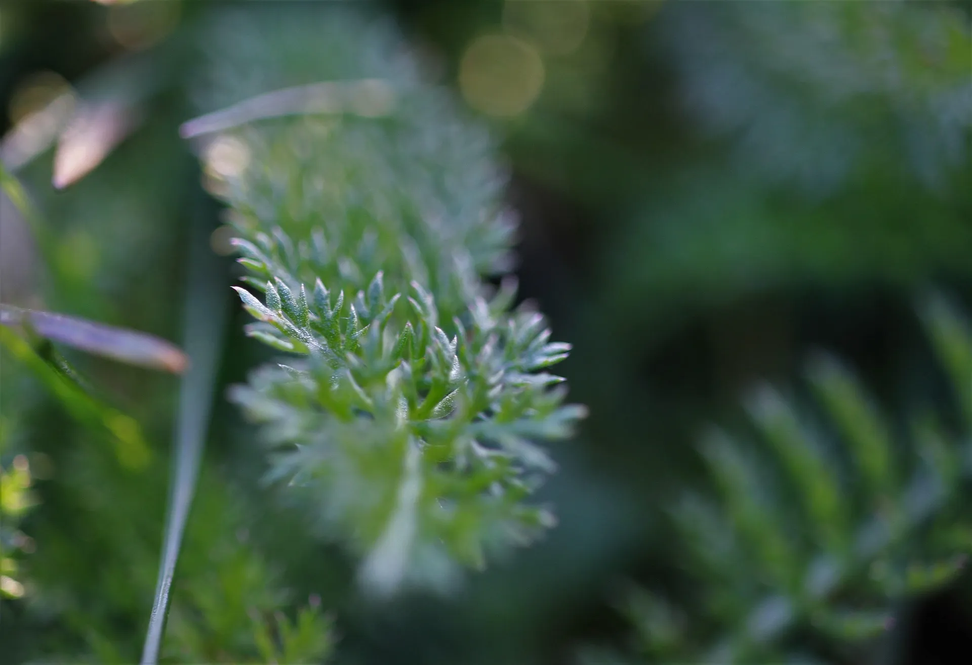 How to Kill Weeds Permanently: 8 Natural Remedies & Herbicide Options How  to Kill Weeds Permanently: 8 Natural Remedies + Herbicide Options - Luv A  Lawn