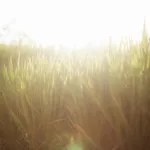 Seasonal Yard Care: Summer Lawn Fertilizer Rules, Watering Tips & More
