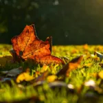 Seasonal Lawn Care Tips About Fall Fertilizer in Florida 
