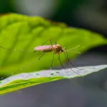 What Natural Mosquito Repellent Should You Use in Florida?