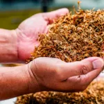What Is Mulch? Is It All the Same? How Does It Help Your Lawn?