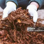 What Is Mulch? Is It All the Same? How Does It Help Your Lawn?